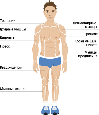 Front Anatomy