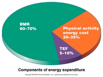 Components_energy_expenditure