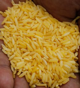 A scientist shows "Golden Rice" grains at the laboratory of the International Rice Research Institute in Los Banos