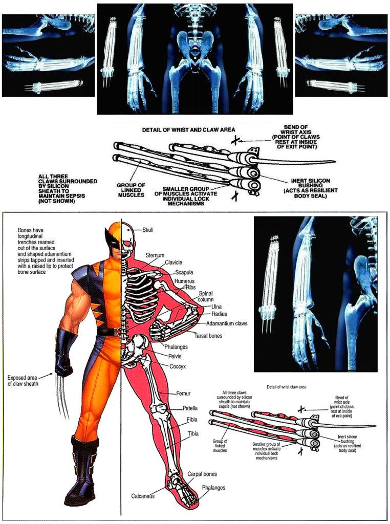 Wolverines Adamantium Skeleton 2