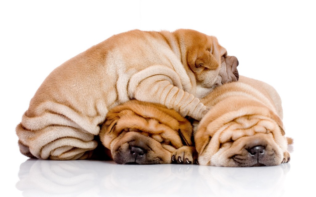 Animals___Dogs_Three_puppies_shar_pei_are_sleeping_on_each_other_047904_