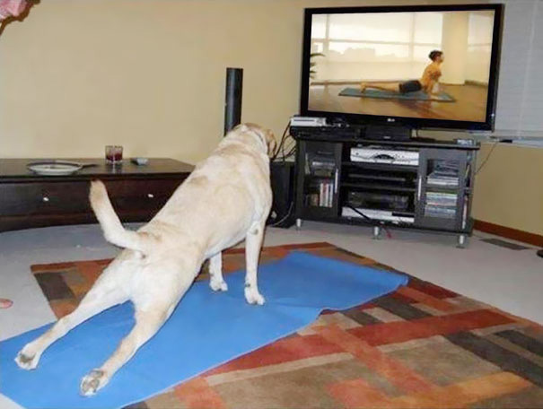 funny-animals-doing-yoga-17