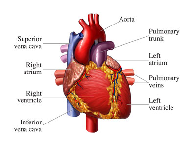 устройство сердца