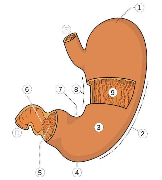 (1) дно желудка, (2) большая кривизна, (3) тело, (4) нижний полюс желудка, (5) привратниковая (пилорическая) часть, (6) отверстие привратника, (7) угловая вырезка, (8) малая кривизна, (9) складки слизистой оболочки.