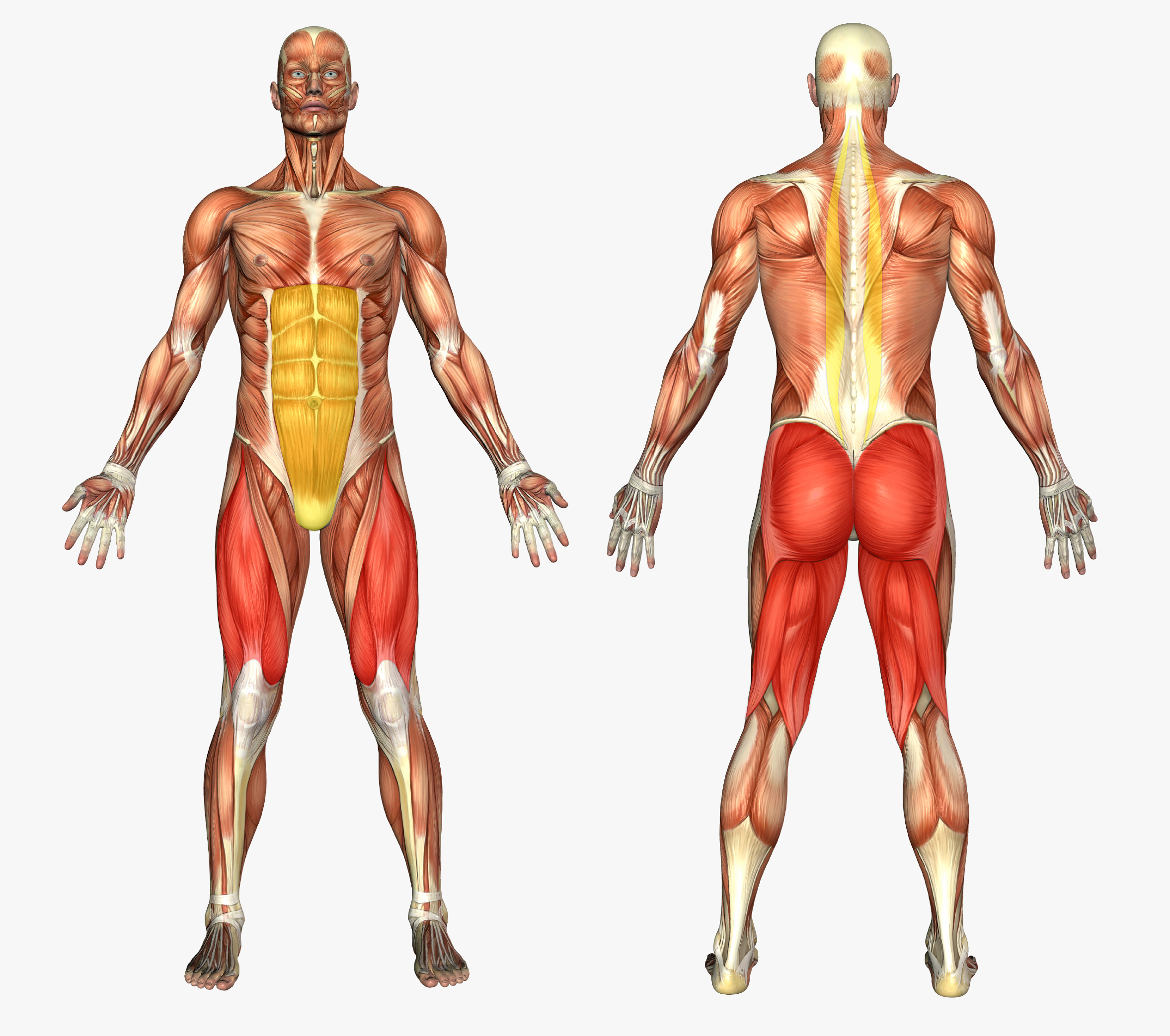 Split-Squat-Nil-anatomy