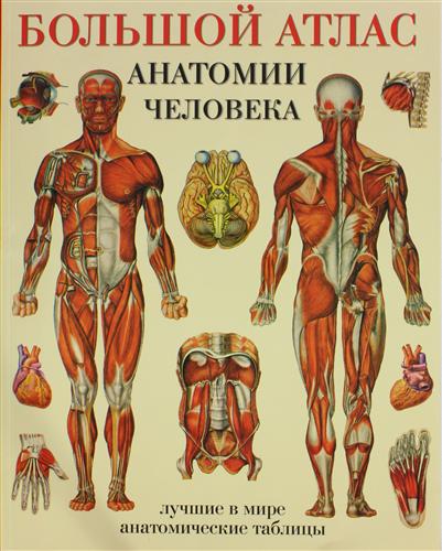 анатомия человека