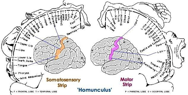 схема тела человека, отраженная в коре головного мозга