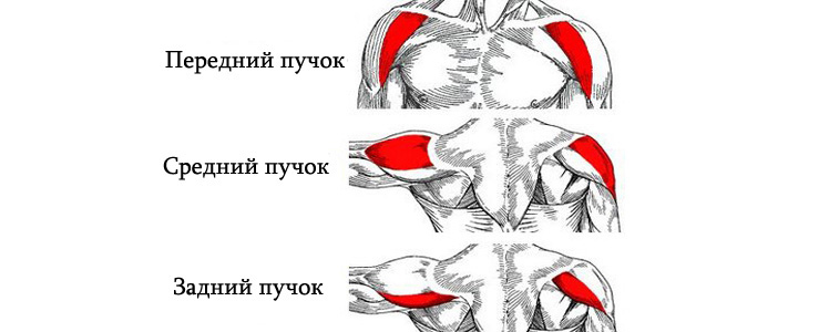 анатомия дельтовидных мышц