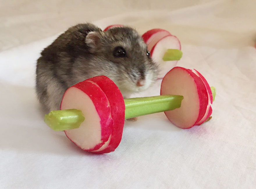 We-Made-A-Vegetable-Gym-For-Tiny-Hamsters-Who-Hate-Gyming-__880