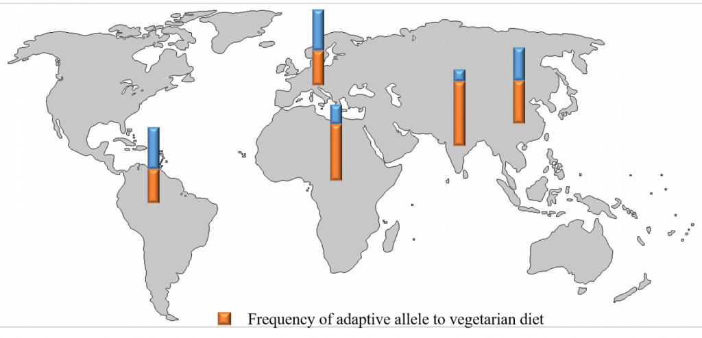 Частотное распределение вегетарианских (оранжевым) и невегетарианских (синим) аллелей по разным человеческим популяциям. (Иллстрация Kaixiong Ye, Cornell University / Map from outline-world-map.com.)