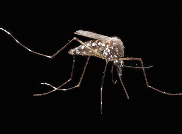 Переносчиками вируса являются комары рода Aedes, в основном вида Aedes aegypti, обитающих в тропических регионах. Фото: commons.wikimedia.org