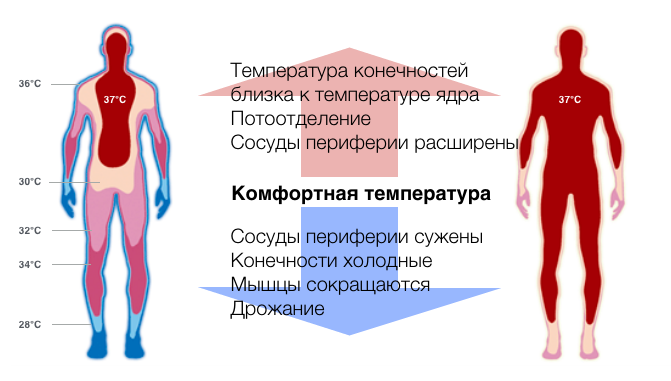 termoreguljacija-temperatura-tela