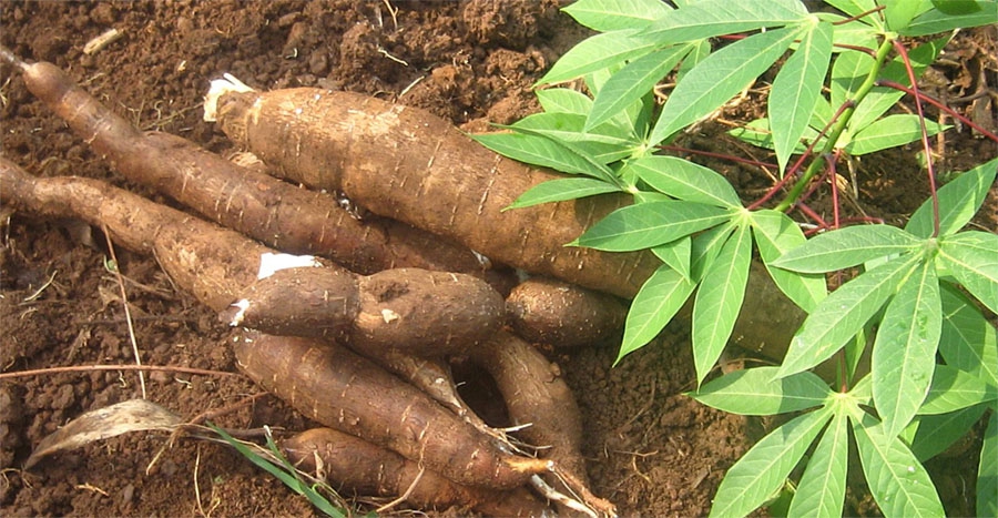 Cassava-maniok
