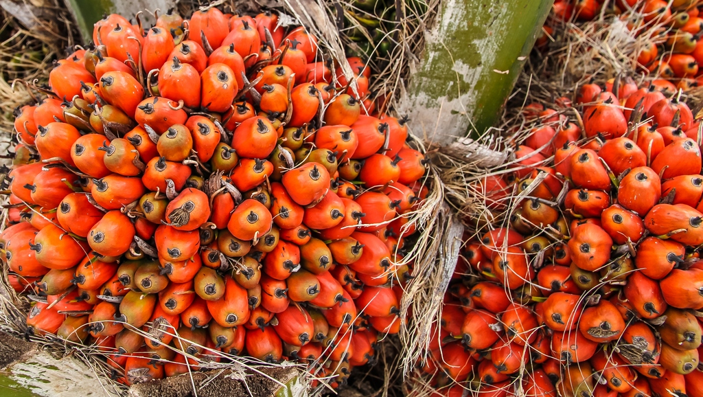 Ripe-Palm-Oil-on-Tree zozhnik