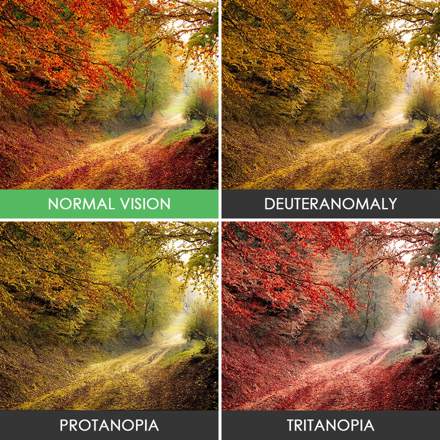 different-types-color-blindness-photos-40-588745a1320ea__880
