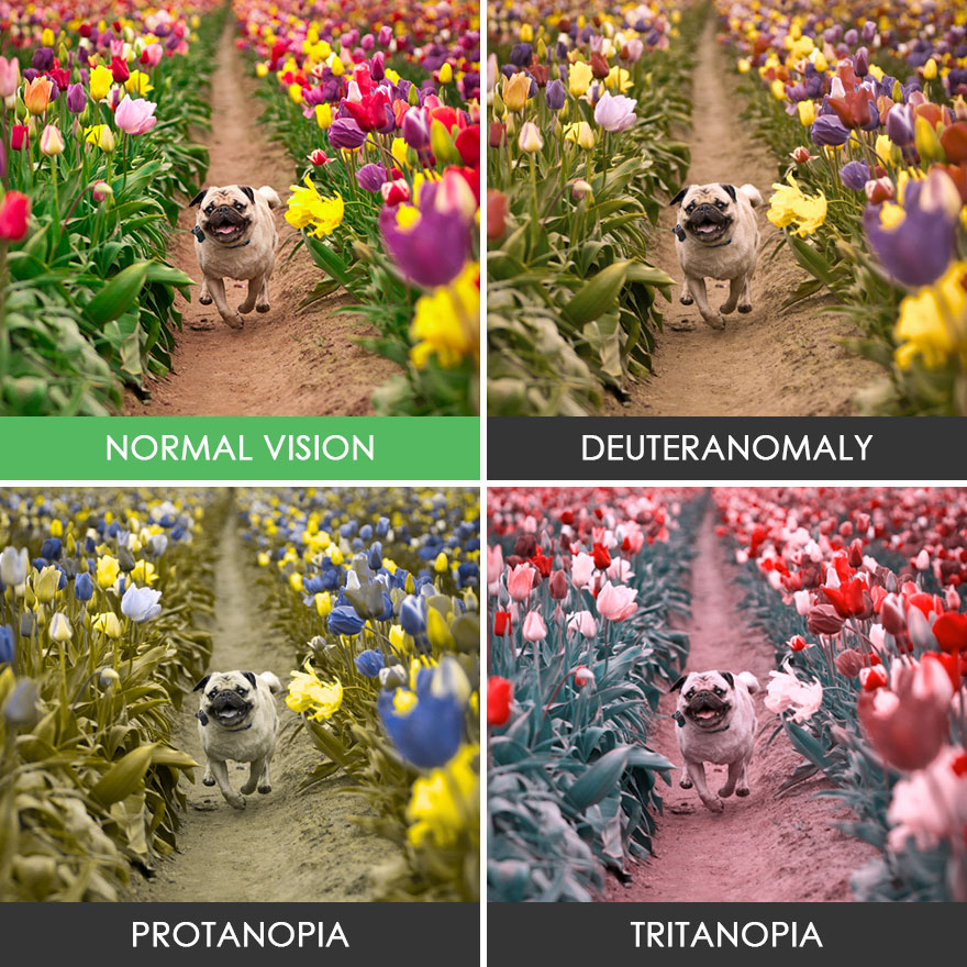different-types-color-blindness-photos-41