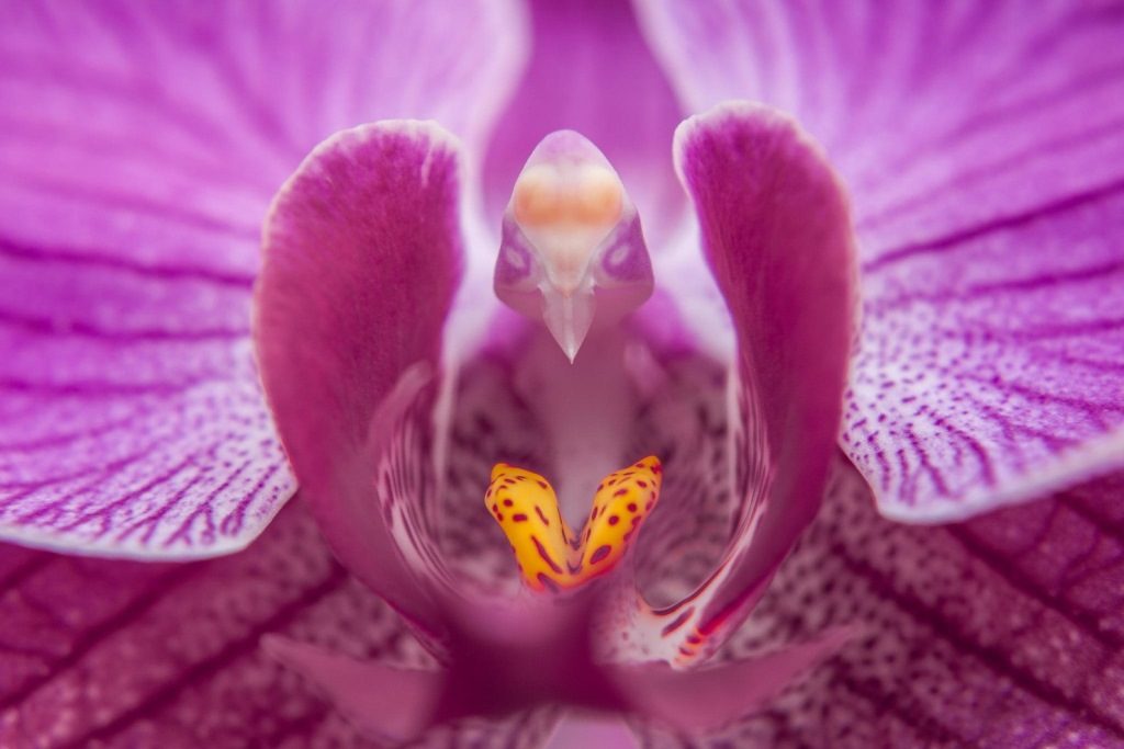 Цветок-орхидеи-zozhnik